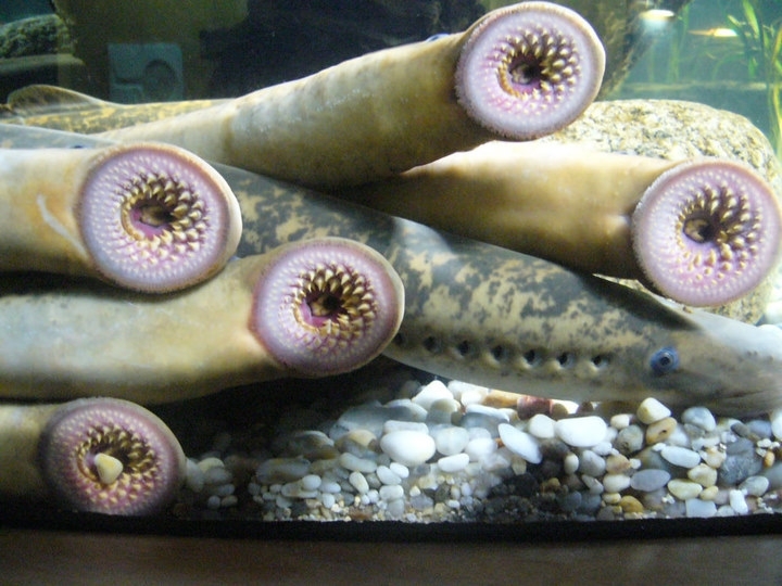 几条七鳃鳗.七鳃鳗的分类相当有争议,甚至不能确定它是否应当作为鱼.