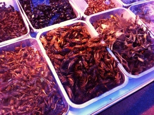 创意 昆虫/昨日，在华中农业大学举行了一场昆虫宴，数百学子前来尝鲜，50...