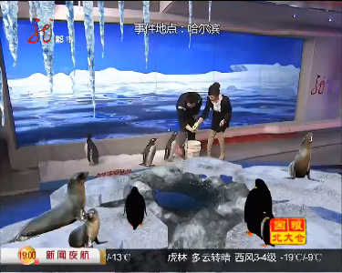 哈尔滨极地馆企鹅来夜航做客_视频_龙江社会