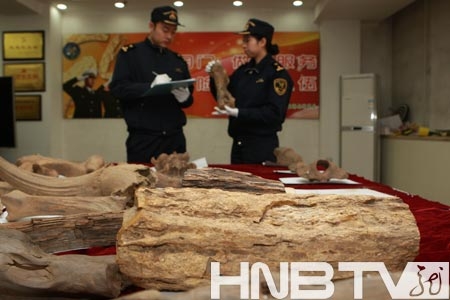哈尔滨海关查获26件古生物化石 均为黑龙江出