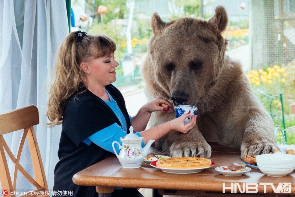 俄罗斯夫妇养270斤“熊孩子”23年 每天同桌进餐_黑龙江网络广播电视台